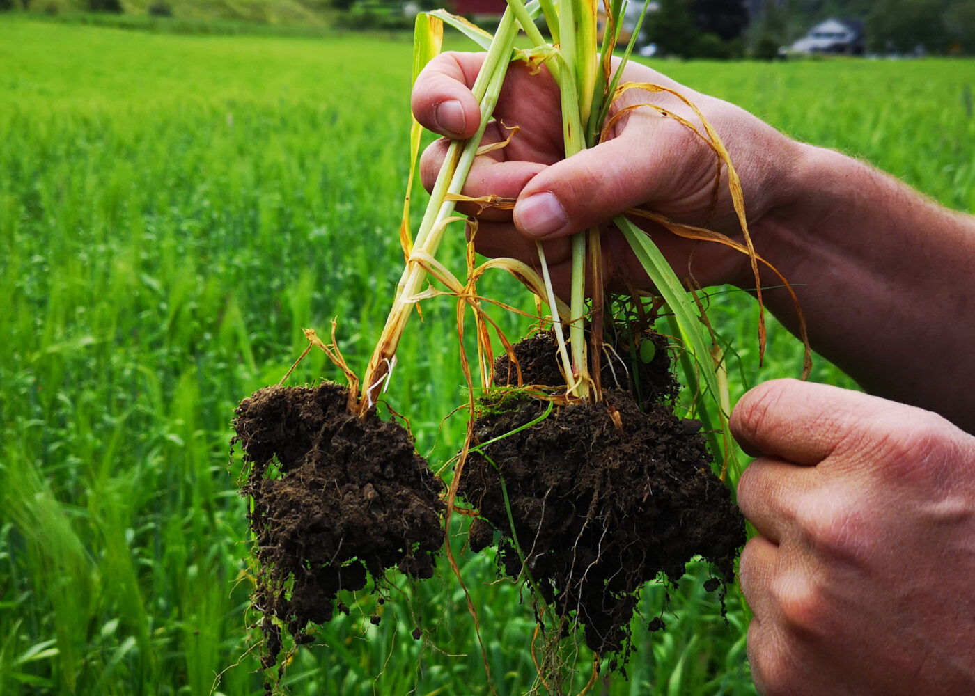 Økt innhold av jordkarbon med langvarig økologisk drift Økt innhold av jordkarbon med langvarig økologisk drift