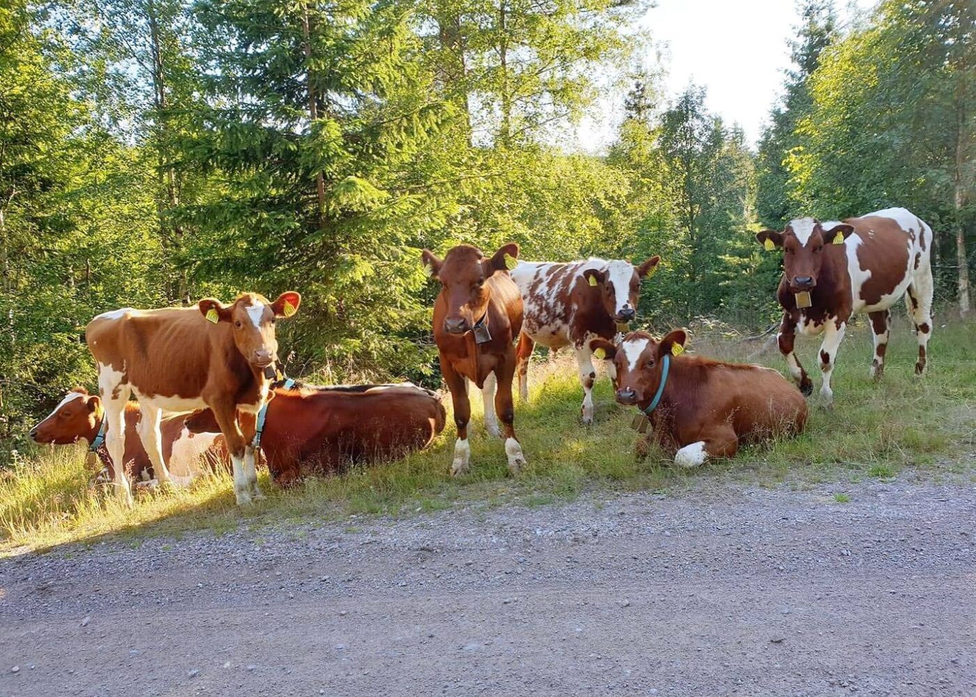 Økologisk kjøttproduksjon på okser og kastrater