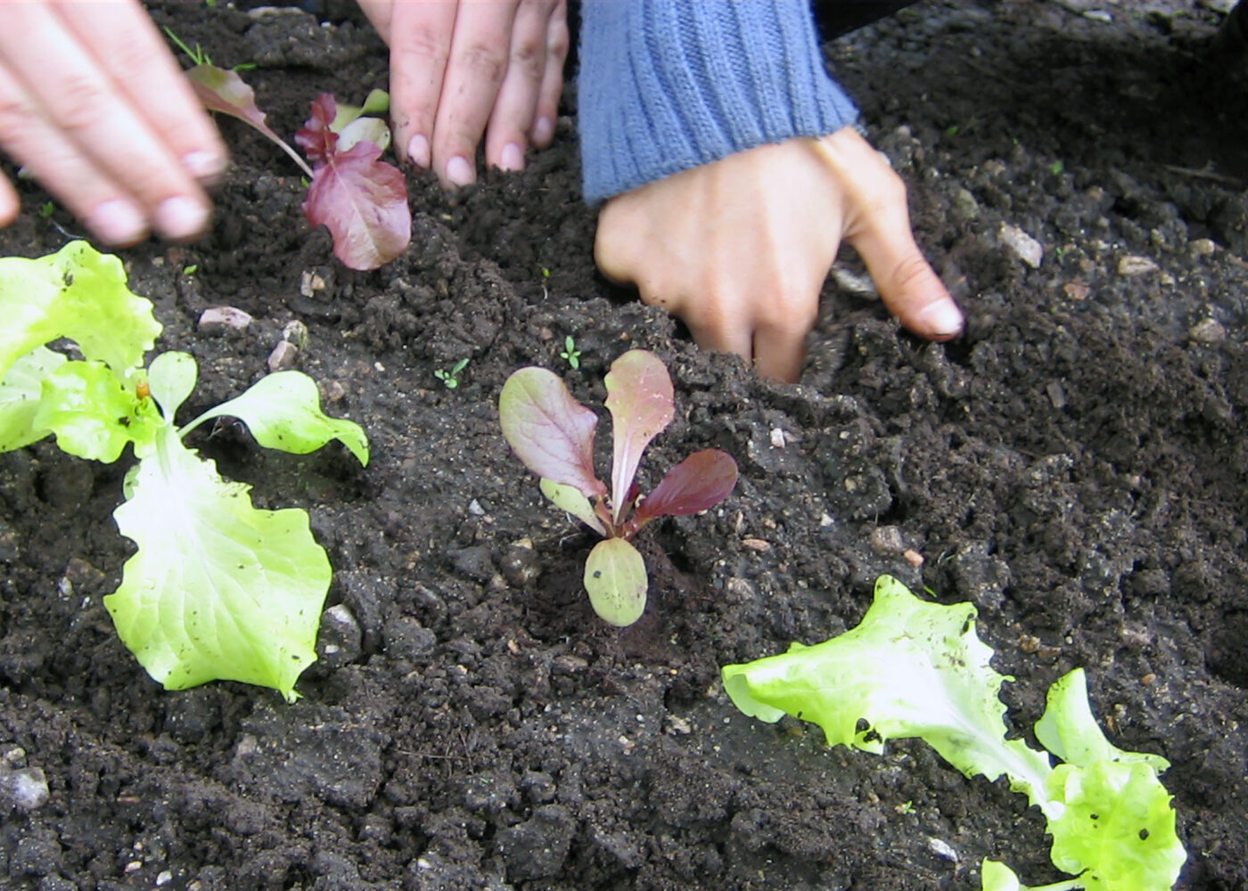 Oppal av småplanter til skolehagen