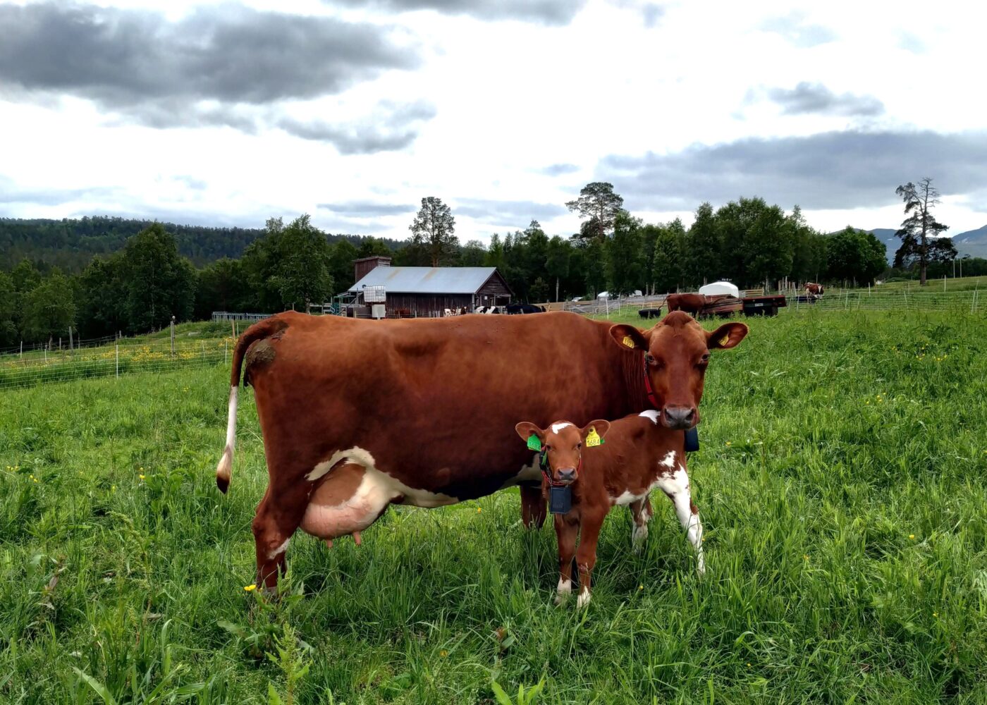 Holdninger til systemer for hold av ku og kalv i melkeproduksjon