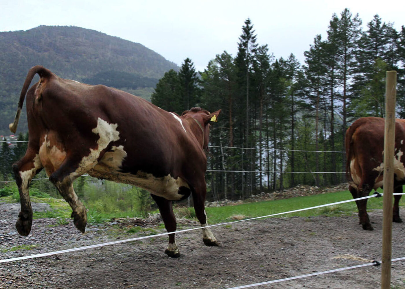Mindre risiko for nitrogentap i økologisk mjølkeproduksjon