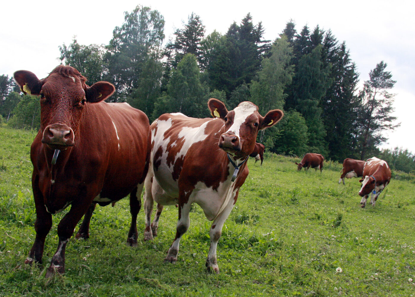 Lavere energiintensitet i økologisk mjølkeproduksjon