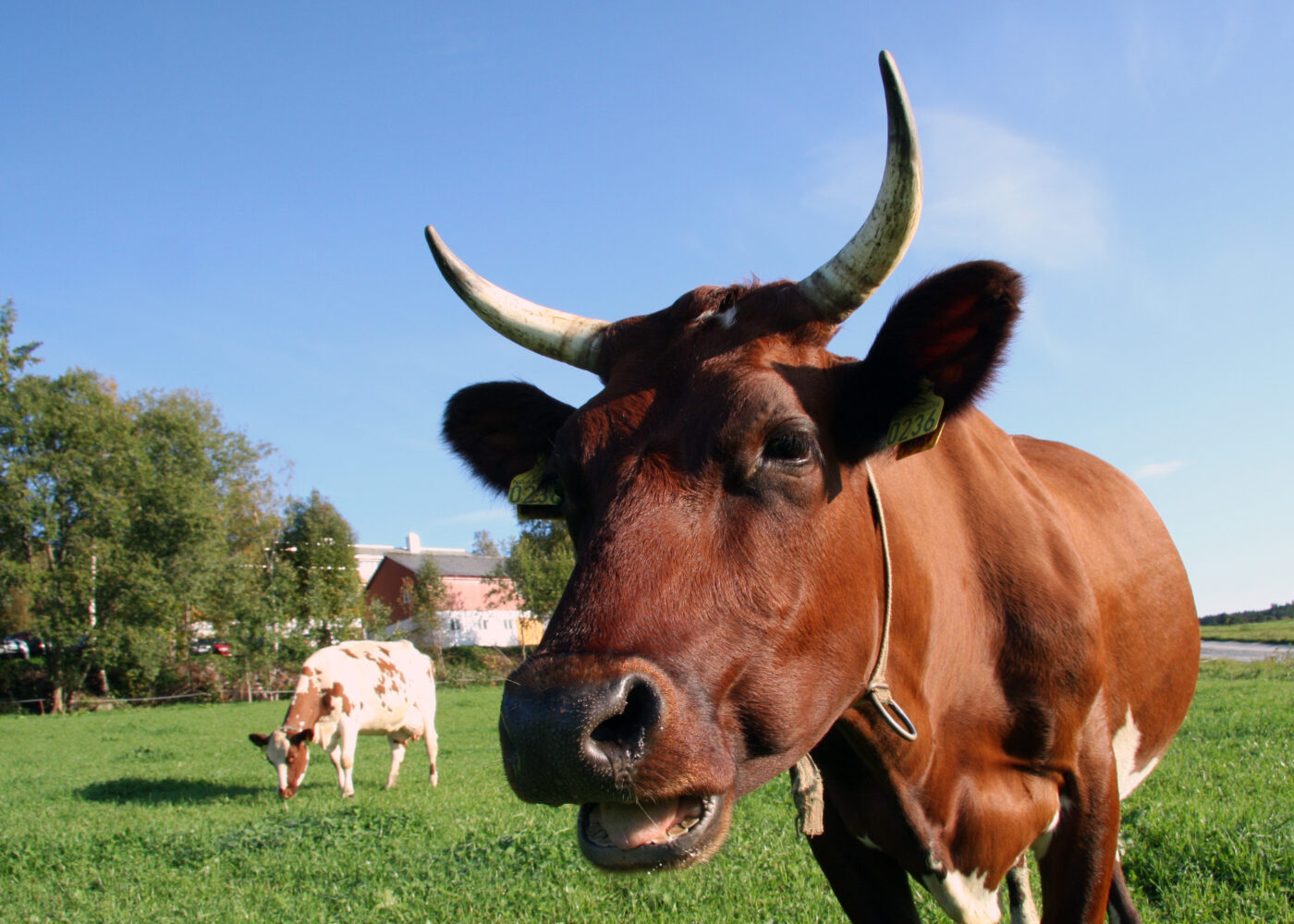 Mjølkekyr med horn i løsdrift