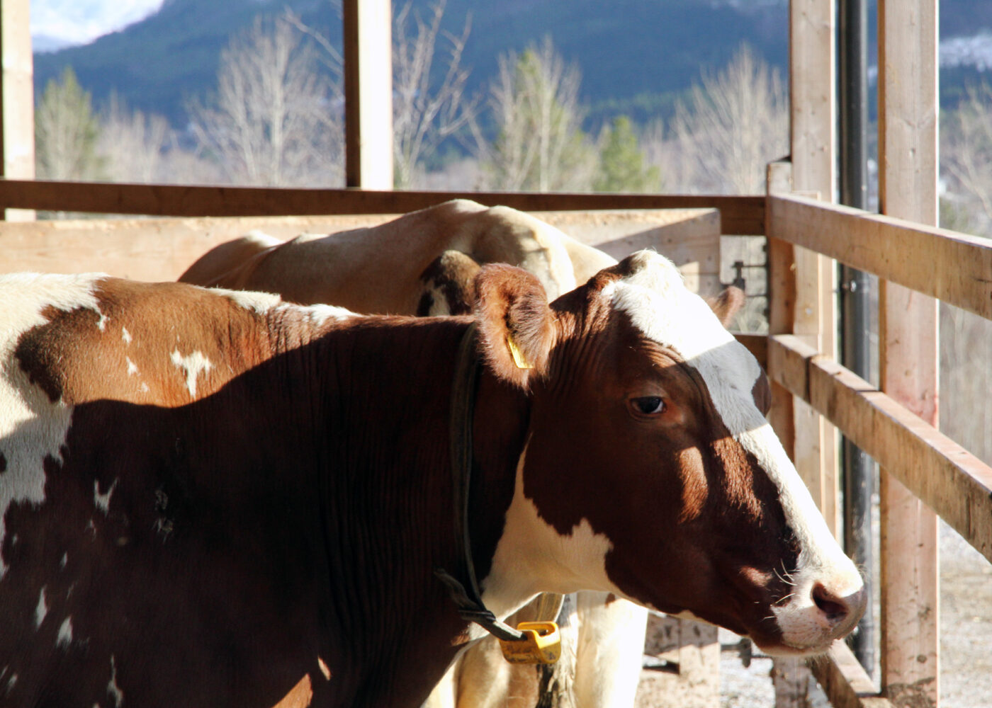 Uteareal for mjølkekyr i båsfjøs