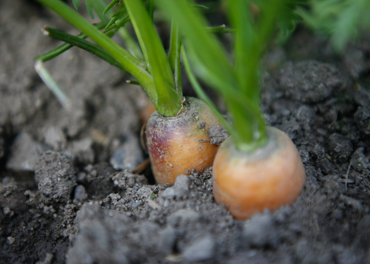 Regelverk for plantedyrking