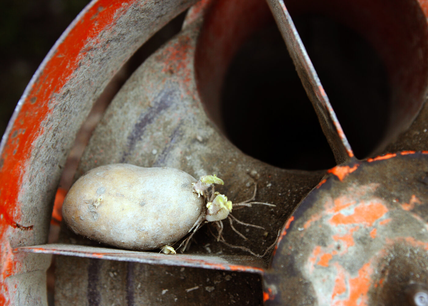 Produksjon av økologisk settepotet