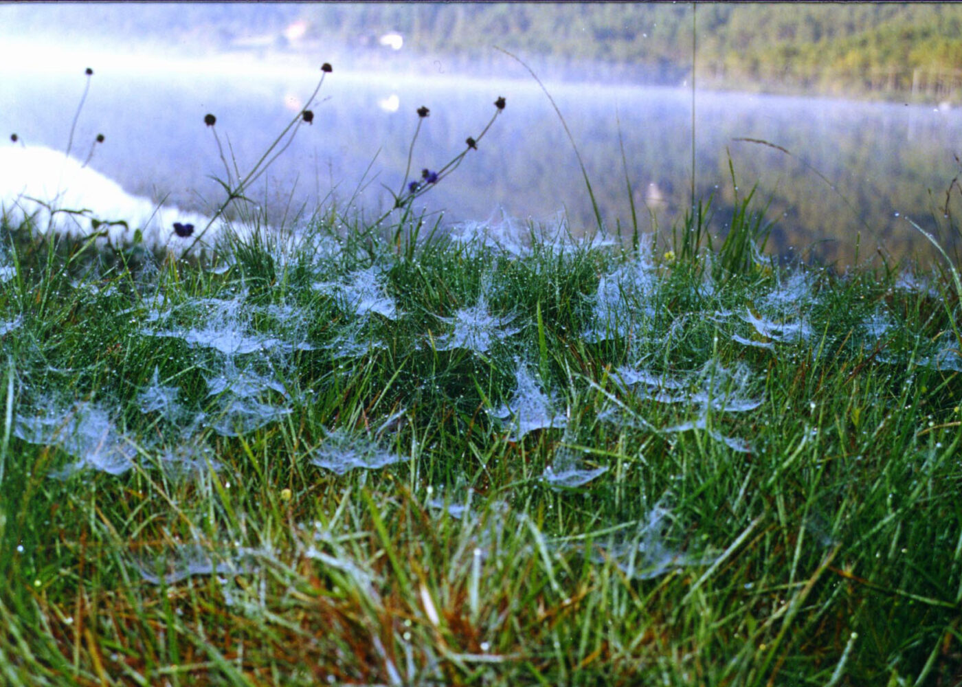 Edderkopper og andre nyttedyr i korn og eng