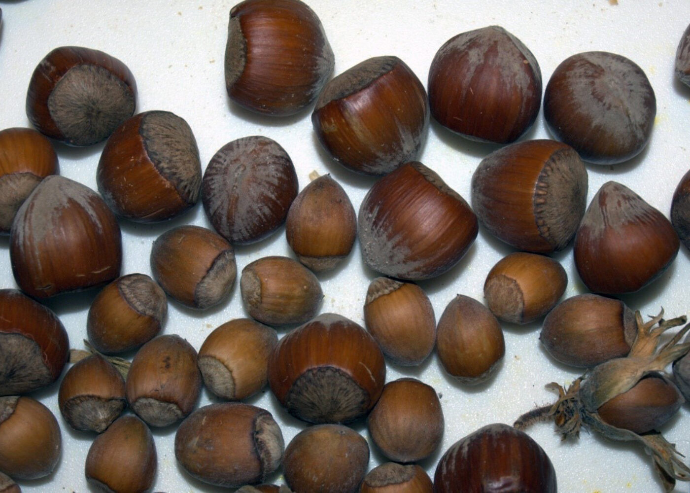 Dyrkingsveiledning for hassel