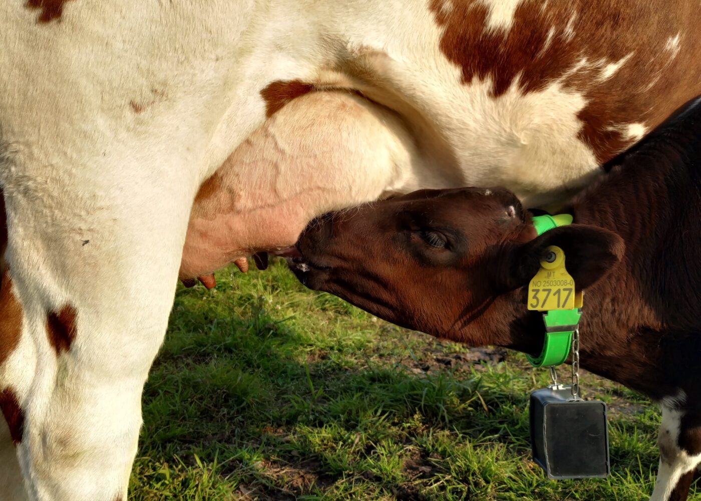 Beiteforsøk med kyr og kalver