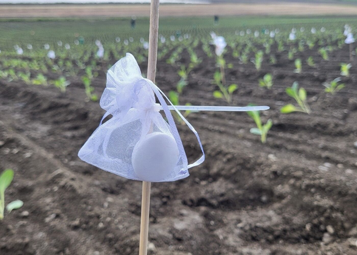 Biokontroll – et verktøy innenfor helhetlig plantevernsstrategi