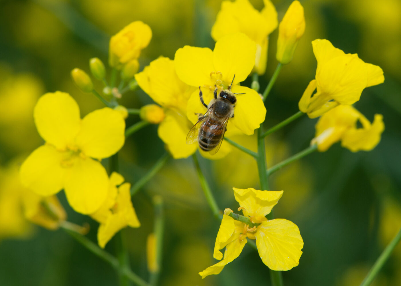 Norsk birøkt utgjør ingen trussel mot ville bier