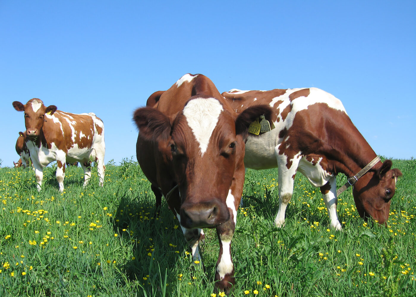 Økologisk mjølkeproduksjon uten kraftfôr