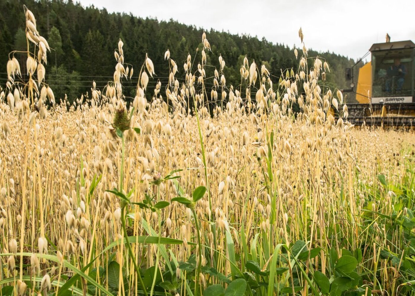 Samdyrking gir mange fordeler