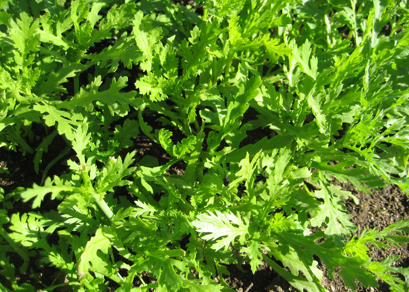 Shungiku - spiselig krysantemum