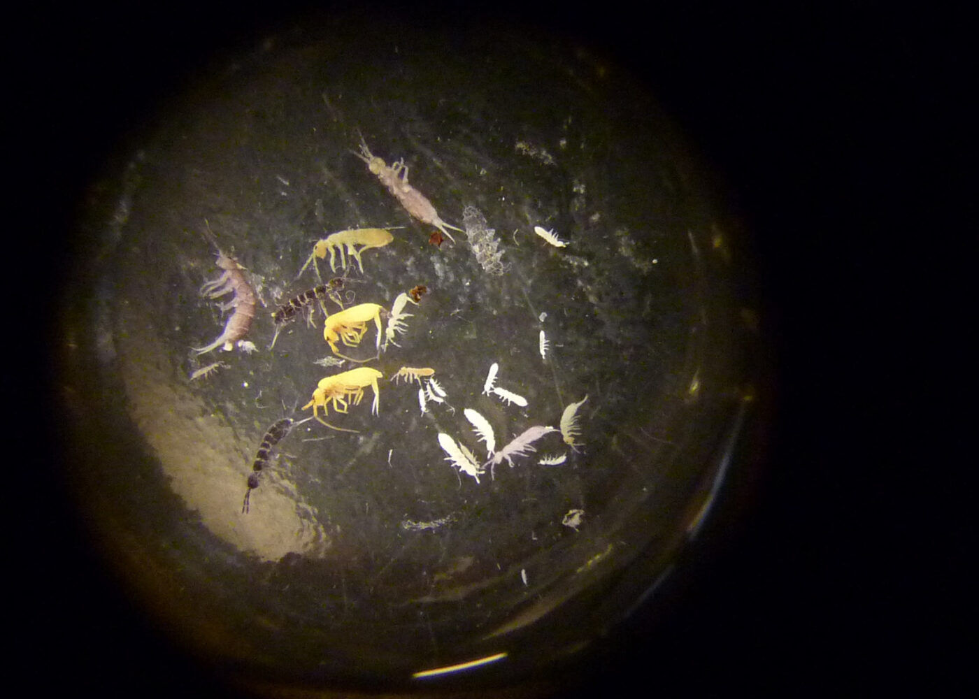 Spretthaler i kløvereng gjødslet med blautgjødsel og råtnerest