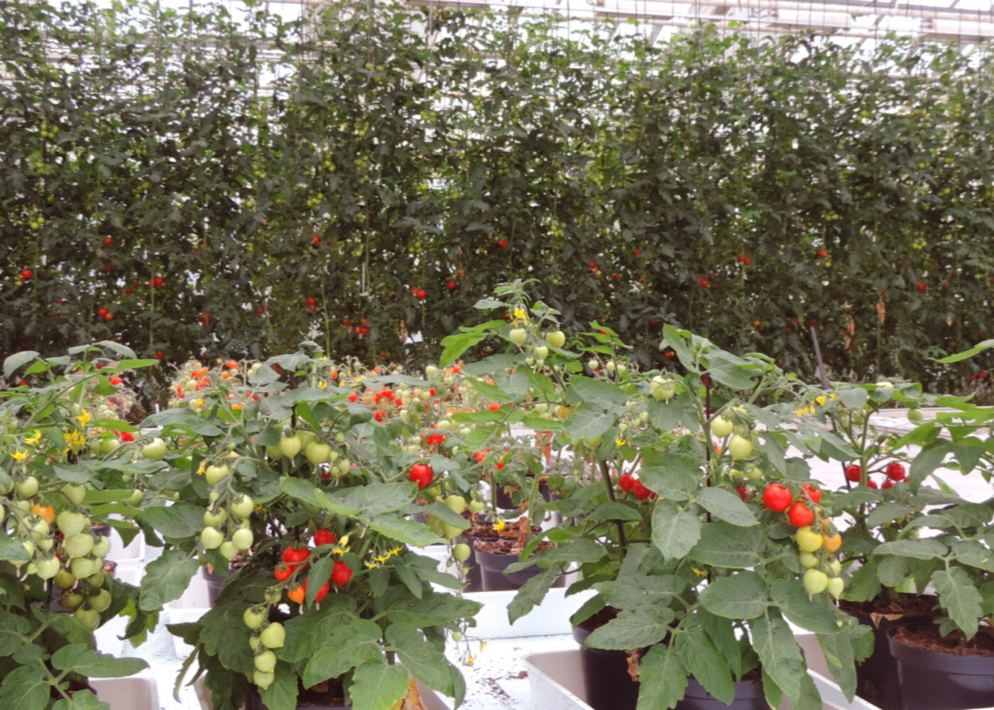 Torvfritt eller ikke – hva mener dyrkerne?