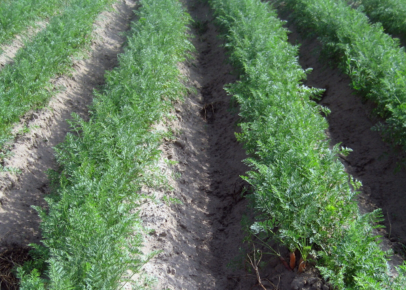 Inspirasjon til ikke-kjemisk ugraskontroll