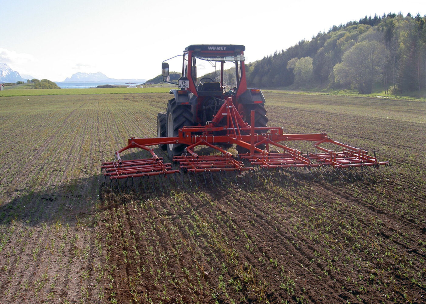 Flerårige ugras i korn