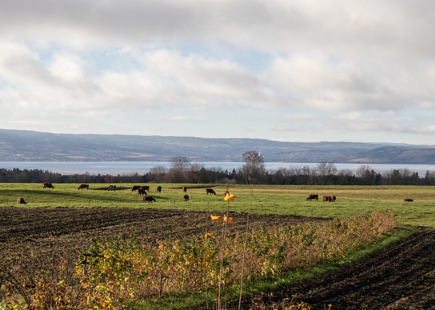 Jordhelse og sykdomshåndtering