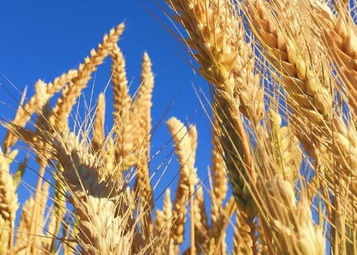 Mindre muggsoppgifter i økologisk korn