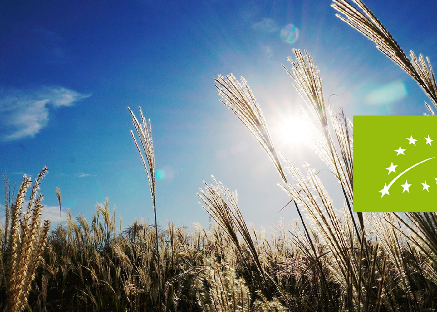 Nå lanseres europeisk aksjonsplan for økologisk landbruk
