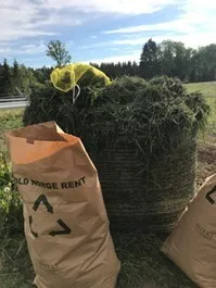 Ferskt gras klart for å tilføres som plantehakk i feltforsøk Ferskt gras klart for å tilføres som plantehakk i feltforsøk