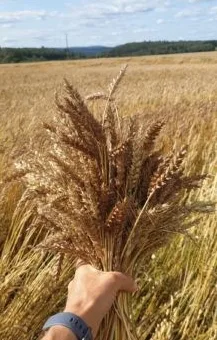 Seleksjon for utseende på aks