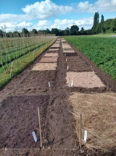 Jorddekke av grasklipp, høy, kompost av grønt avfall, flis av pil og poppel og defibrert poppel ble utprøvd i England i 2020. Foto: Francis Rayns, Coventry universitet