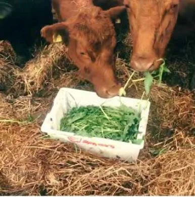 Gradevis tilvenning og melassedressing var triksene som fikk kuene til å akseptere ugraset. Screen shot fra instagram.