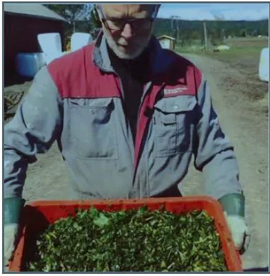 Trond Qvale har lært opp kuer til å spise høymole ved å blande melasse og litt mineraler med finkuttede blader. Bilde: Screen shot fra instagram.