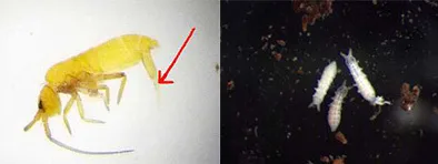 Denne store arten, Pogonognathellus flavescens (4-5 mm), fant vi ett individ av i en jordprøve i enga på Tingvoll gard. Den har lange antenner (en er knekt) og en kraftig hoppegaffel som på bildet peker vinkelrett ut fra kroppen (pil). P. flavescens lever i mose og i strøsjiktet, og er mest vanlig i skog.  Friesea truncata (til høyre) er en liten, kompakt art (1 mm) med korte bein og korte antenner. Den har torner på enden av bakkroppen og ingen synlig hoppegaffel. Arten lever i mange ulike habitat, vi fant den i eng. Denne arten lever av andre smådyr i jorda.