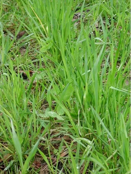 Gjenlegg med kløver bør såes om våren for at kløveren skal etablere seg godt før vinteren. Foto: Ragnhild Renna