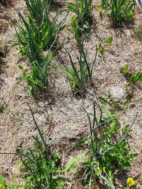 Ugraset kommer først opp i området innerst mot plantene, hvor laget med plantehakk er tynnere. Dette er ikke lett å fjerne, siden løkplantene sitter løst. Løvetann kan bli problematisk i felt med jorddekke Ugraset kommer først opp i området innerst mot plantene, hvor laget med plantehakk er tynnere. Dette er ikke lett å fjerne, siden løkplantene sitter løst. Løvetann kan bli problematisk i felt med jorddekke