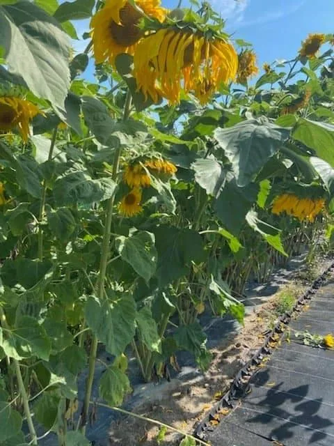Bionedbrytbar plast som jorddekke til dyrking av solsikker i Polen. Foto: Krystyna Malinska, Czestochowa tekniske universitet