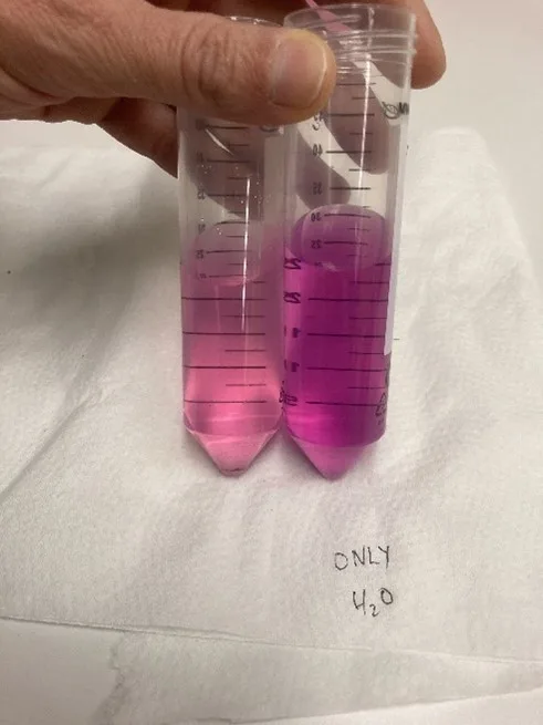 Måling av aktivt karbon, der glasset til venstre har mer aktivt karbon enn det til høyre. Permanganat har en sterk lilla farge og når den reagerer med det aktive karbonet forsvinner fargen. Foto: Anne-Kristin Løes