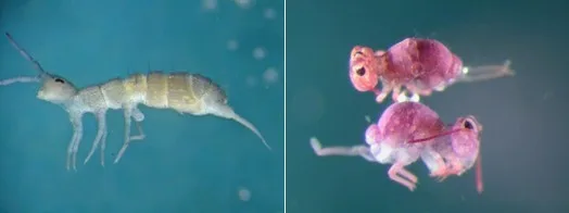 Spretthaler deles i to underklasser etter kroppsfasong. Til venstre en typisk leddspretthale, Entomobryomorpha,  med en langstrakt og tydelig leddelt kropp som minner om en reke. Til høyre to typisk kulespretthaler, Symphyleona, som likner små kaniner.