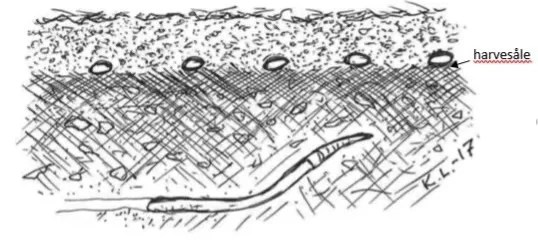 ”Det ideelle såbed”. Frøet ligger på sålen etter harvinga. Mindre jordpartikler tett inntil frøet sikrer spireråme. Vanntransporten oppover er intakt i jorda under harvesålen. Topplaget har større jordaggregat for å hindre uttørking. Etter Knut Lindberg