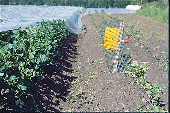 Gule limfeller kan enkelt registrere når det er fare for angrep av gurotflue i ulike skjermplanter. Finner man flua i limfella, må nett legges på raskt. Selleriplantene til venstre har vært dekt med insektnett. Plantene til høyre har ikke hatt nett over seg. Her har gulrotflua lagt egg og larvene har etterhvert ødelagt rota fullstendig.