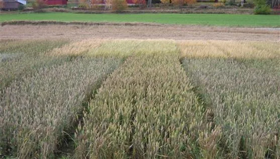 Illustrasjonsfoto som viser hvor stor forskjell det kan være mellom sorter i modningsfasen.