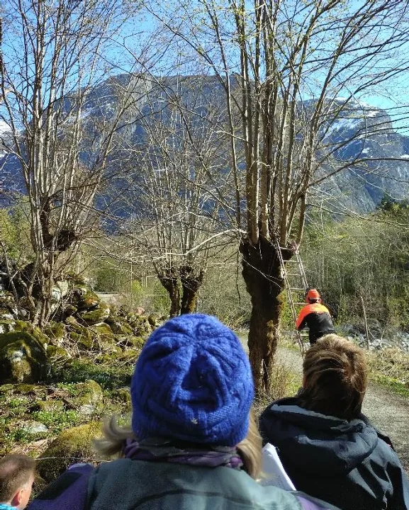 Det er fortsatt interesse for en driftsform som  omfatter styving av trærne. Motiv fra kurs i Eikesdalen.