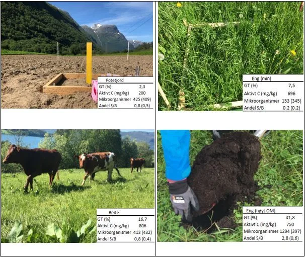 Bilder fra steder der jorda ble testet med ulike jordhelsetester sommeren 2021. I rammene vises innholdet av organisk materiale som % glødetap (GT), aktivt karbon, mikroorganismer og andel sopp (S)/ bakterier (B). Verdiene for mikrorganismer og andel sopp/bakterier målt med mikrobiometer (MBM,  µg mikrobielt C/g jord) står først, mens verdiene registrert manuelt hos Mikroliv (ML) står i parentes og er hele biomassen (µg/g jord) og ikke bare karbonfraksjonen. Foto Reidun Pommeresche & Tatiana Rittl