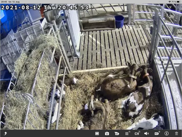Kameraovervåking av ku og kalv ga mye ny lærdom