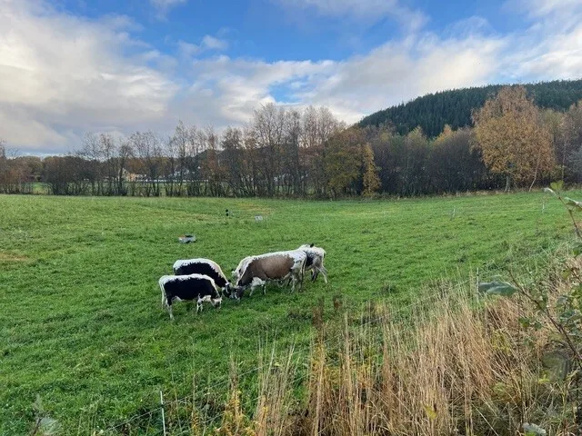 Sidet trønder på beite. Målretta beiting brukes som et bidrag til jordas fruktbarhet og bidrag til ugrasregulering på gården Sidet trønder på beite. Målretta beiting brukes som et bidrag til jordas fruktbarhet og bidrag til ugrasregulering på gården