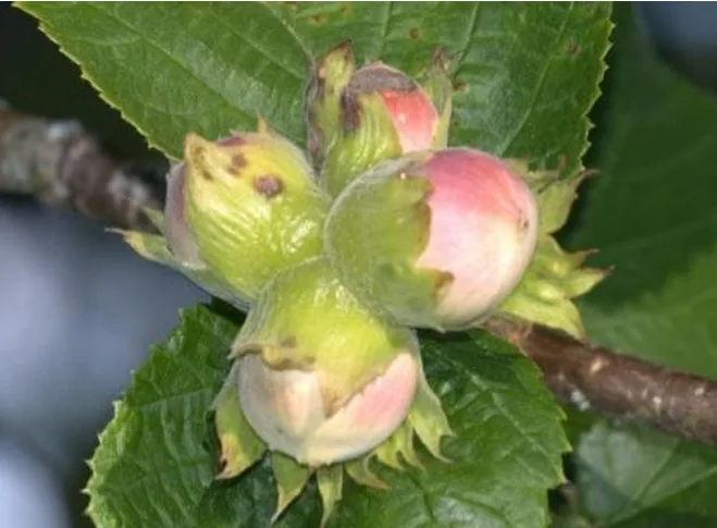 Hassel med egen verdi i form av nøtter.