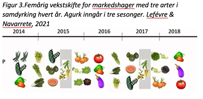 Femårig vekstskifte for markedshager med tre arter i samdyrking hvert år. Agurk inngår i tre av sesongene. Lefévre & Navarrete, 2021
