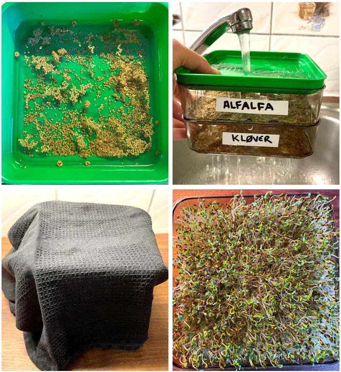 DYRKING I SPIREKASSE: Bløtlegg frøene over natten. Skyll godt 2 ganger daglig. Oppbevar frøene mørkt. Sett spirene lyst siste dag. Høstes etter 4-6 dager og oppbevares i tett beholder i kjøleskap. Foto: Anniken Fure Stensrud