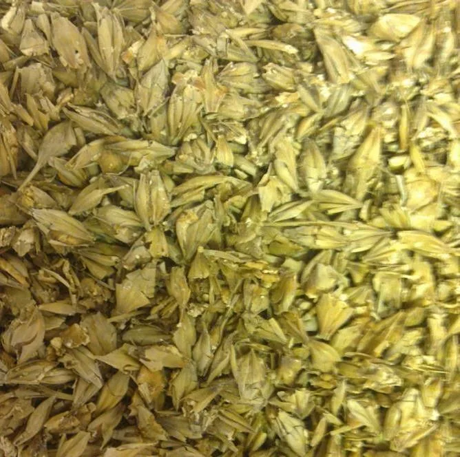 Det er viktig at kornet knuses slik at kjernen kommer fram for å få ensilert kornet.