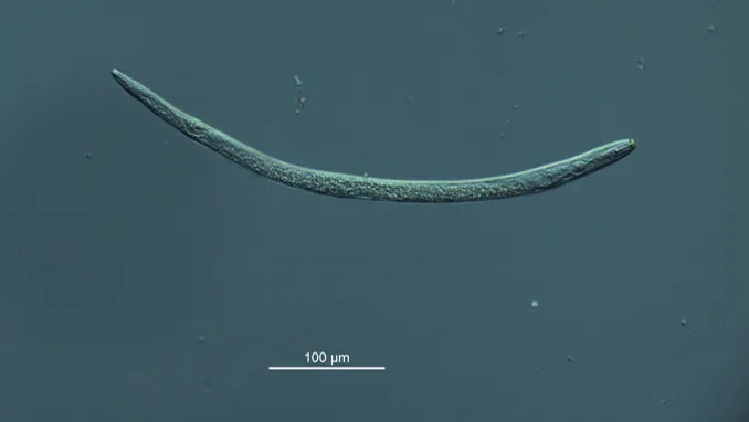 Rotsårnematoden Pratylenchus crenatus er vanlig utbredt i Norge og lever som parasitt i planterøtter.