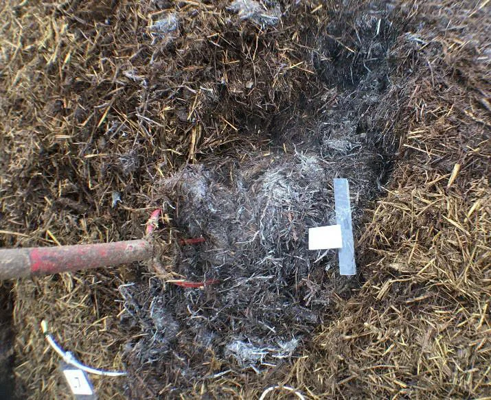 I mange komposter finner vi ulike typer hvitt og gulhvitt belegg når det blir fuktig og varmt i komposten. Det hvite, hyfeaktige belegget er ekte sopper (ulike blekksopper mm). Det mer gulhvite belegget som ikke dannet hatter, er bakterier som med stor forstørrelse kan se ut litt ut som hyfer med pudder rundt (aktinobakterier). Flere bakterier og noen sopparter kan leve både med og uten oksygen og kalles fakultative, fordi de kan skifte sitt eget stoffskifte etter miljøforholdene. Bacillus- og streptomycetesarter er eksempler på jordlevende fakultative bakterier.