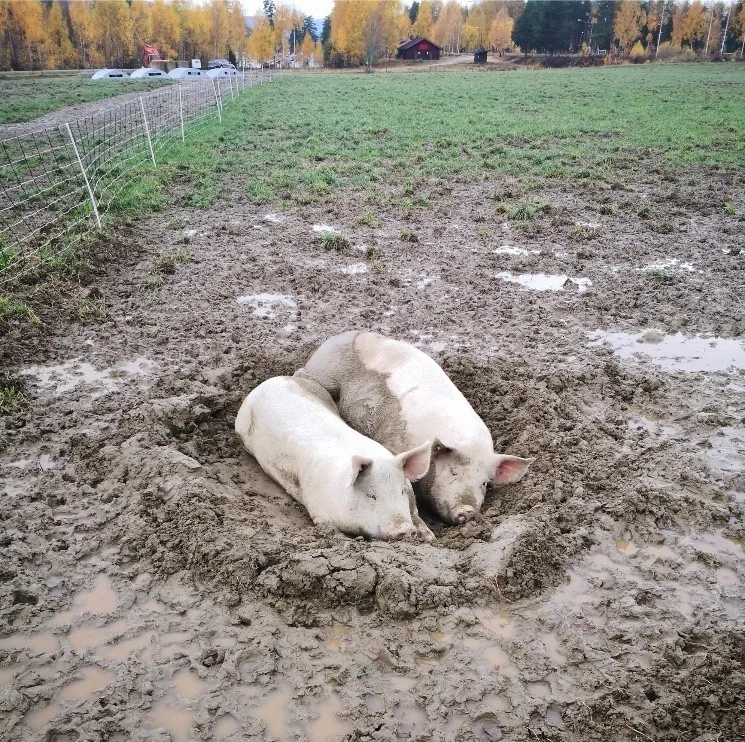 Økologiske griser som koser seg med gjørmebad ute